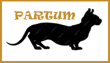 Partum Dwelf cattery
