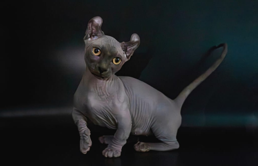 Partum cattery blue dwelf female cat