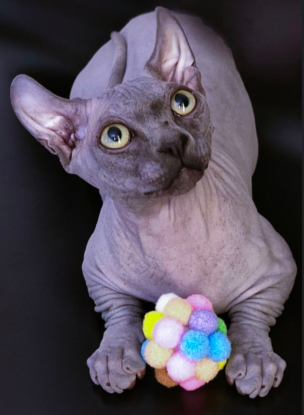 котенок Двельф голубой 6 мес