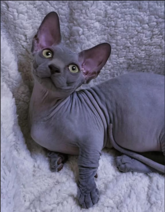 blue Dwelf kitten Cattery Partum