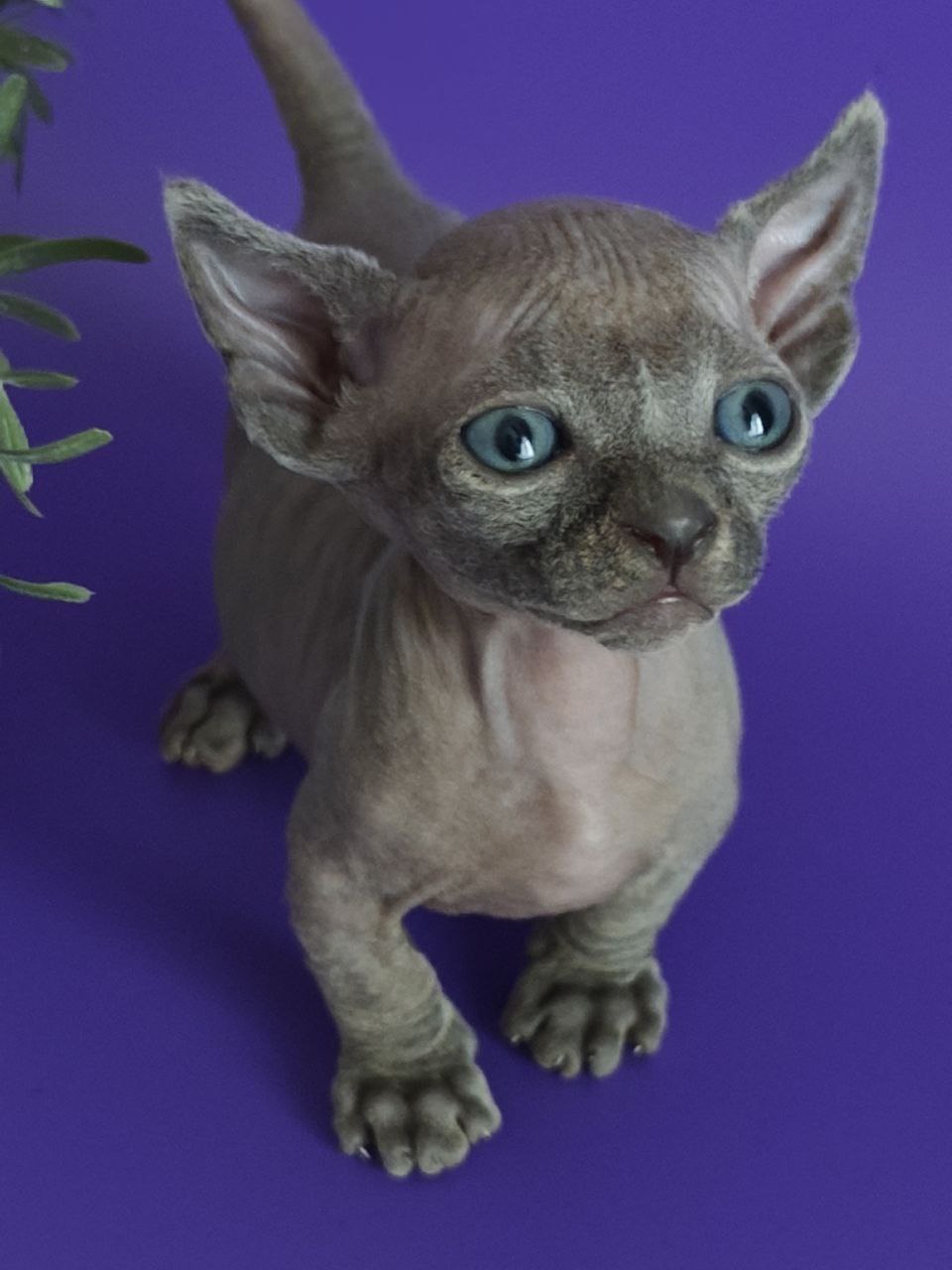 Partum kitten Dwelf straight