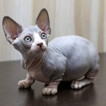 Bambino