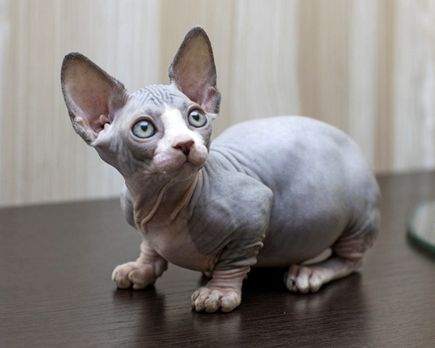 Bambino