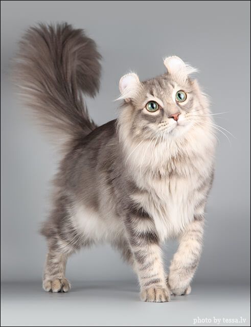 American Curl