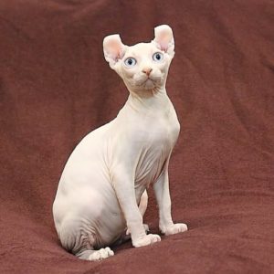 Elf female with a good ear curl 
💝 Color white with blue eyes (w61) 