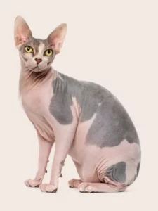 Canadian Sphinx