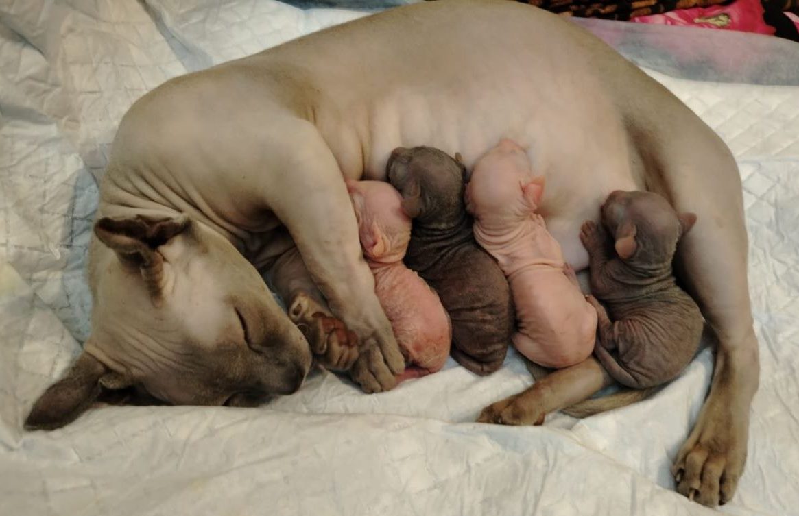 Partum Litter and mom